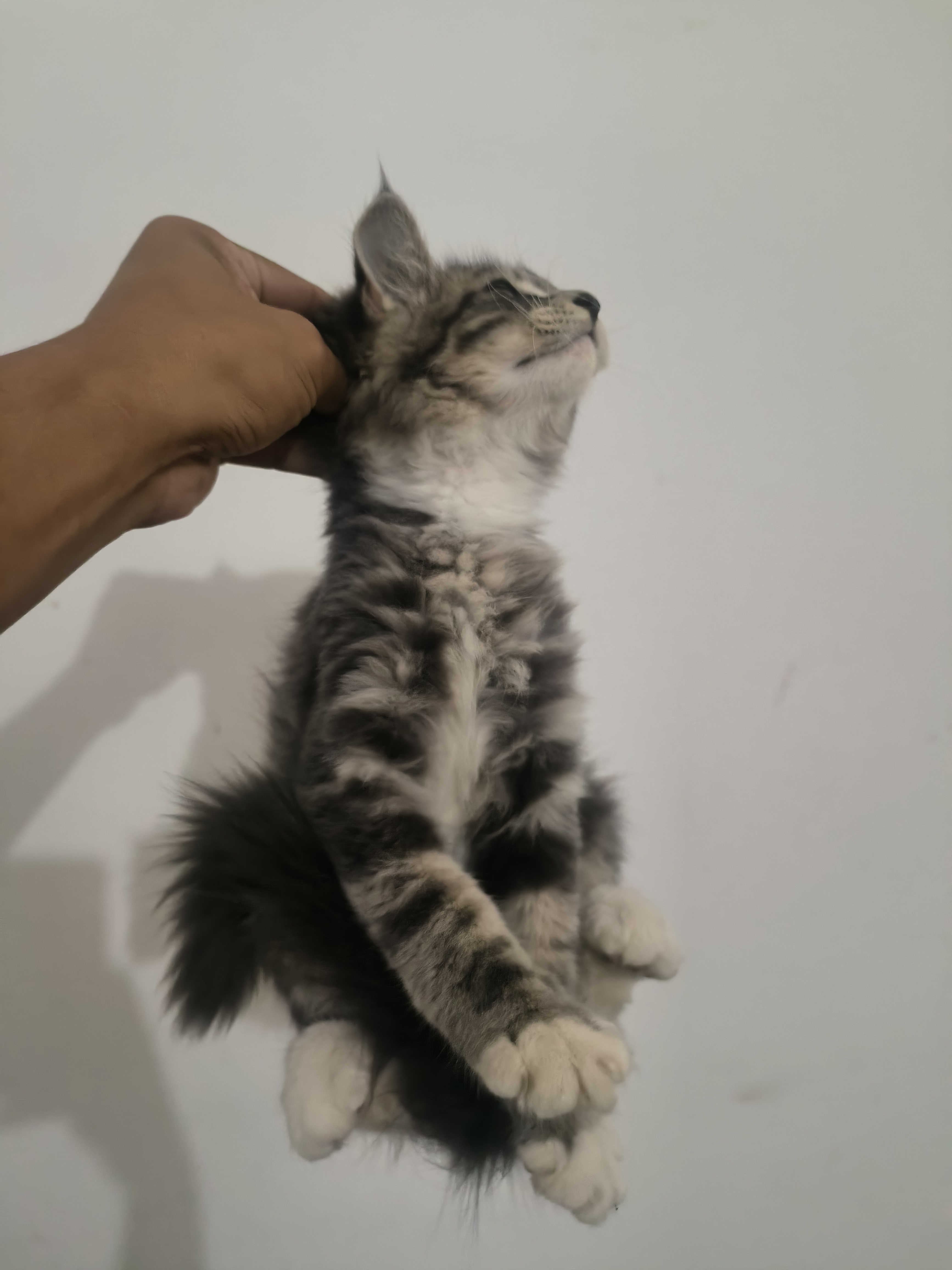 缅因，有异瞳，大脚